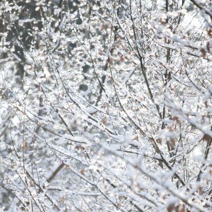 English Woodland Snow